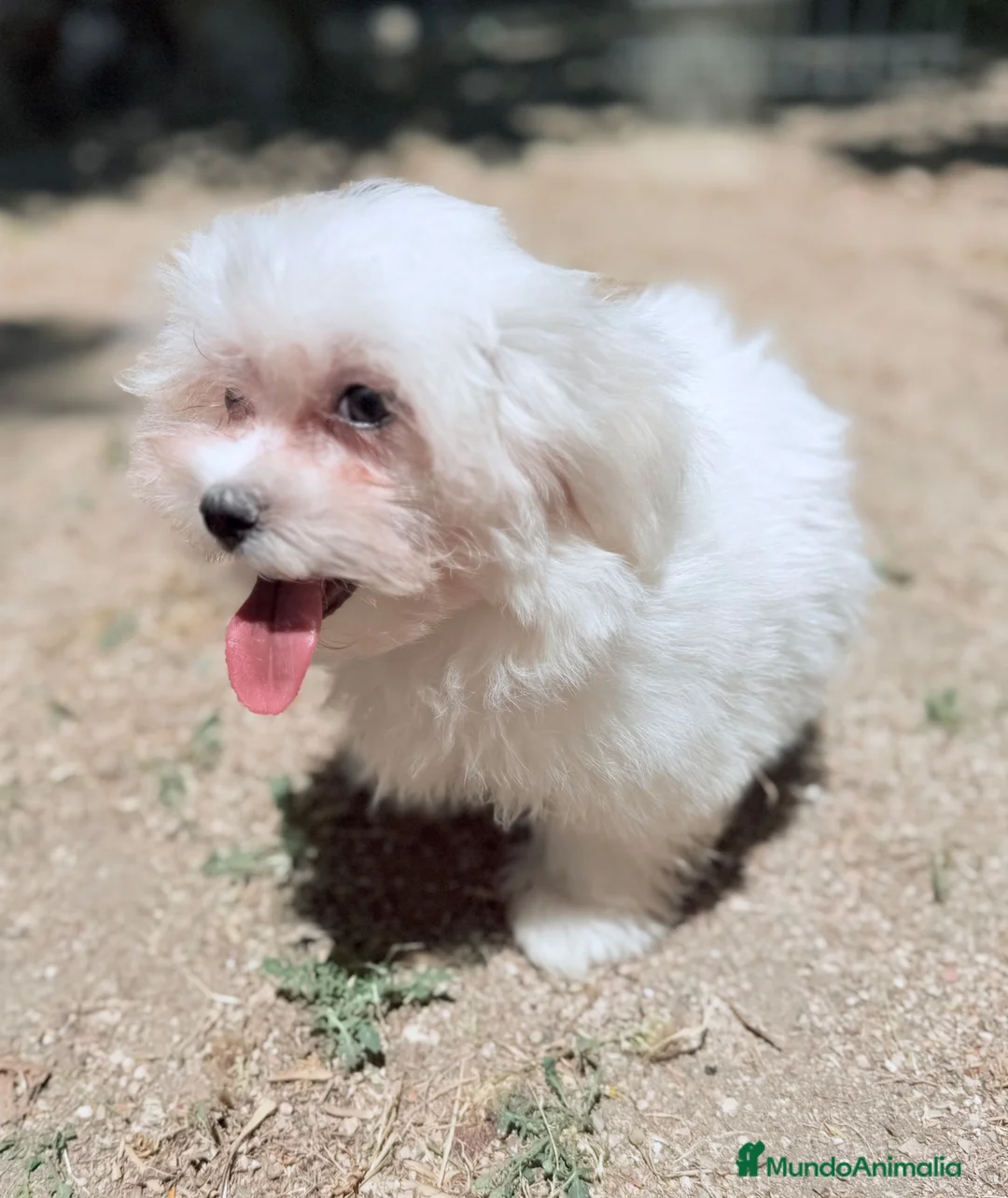 Bichón Maltés perros en venta: BICHÓN MALTES HEMBRA DISPONIBLE - Anuncio 9