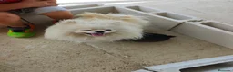 Pomerania perros en venta: Pomerania  - Anuncio 7