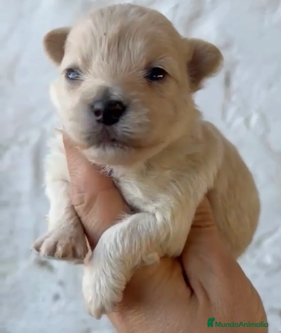 Maltipoo perros en venta: Preciosos Maltipoo disponibles para reservar  en Sevilla - Anuncio 1