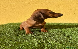 Teckel Miniatura perros en venta: Tekel miniatura merle chocolate solido - Imagen 5