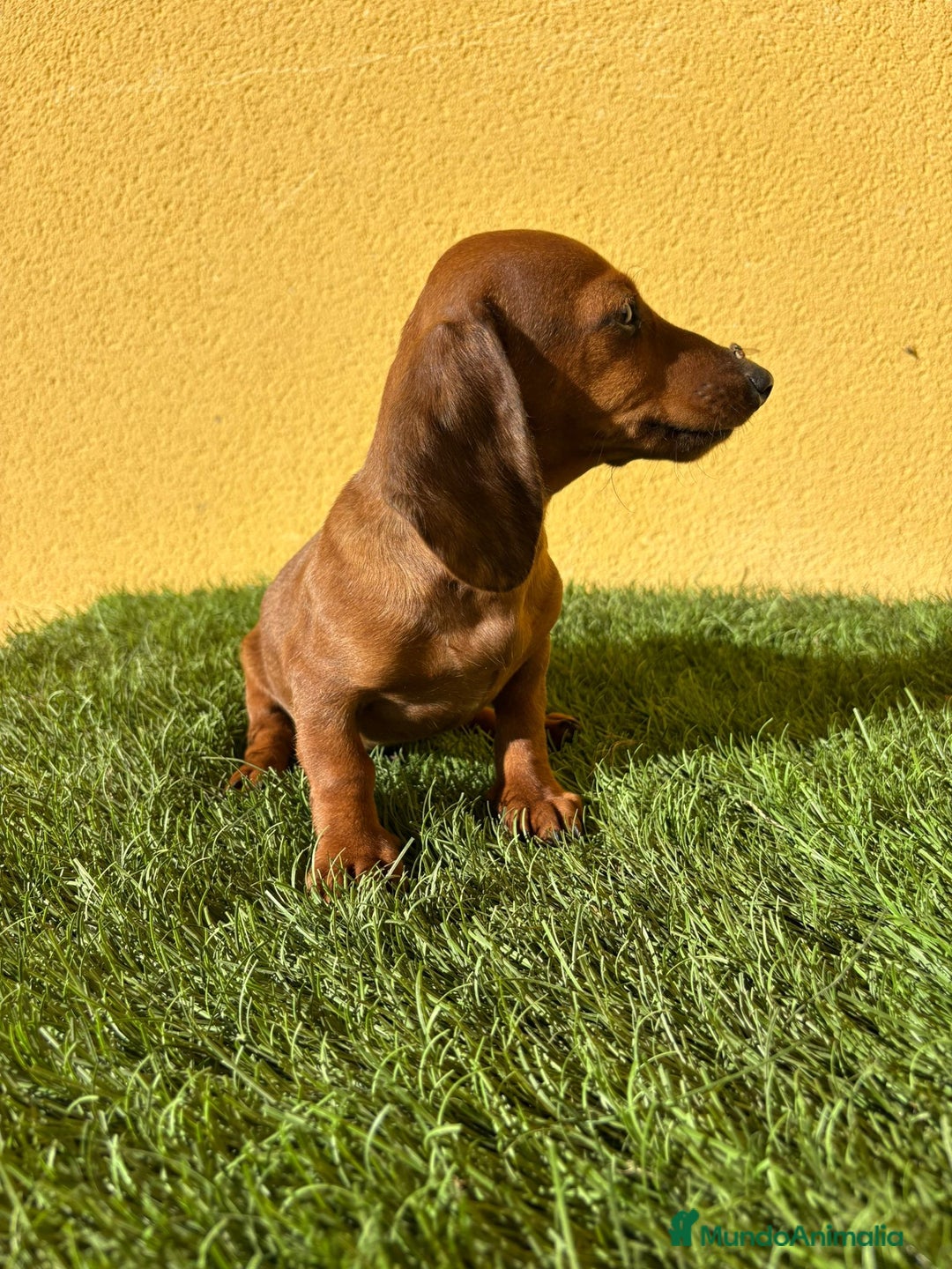 Teckel Miniatura perros en venta: Tekel miniatura merle chocolate solido - Imagen 5