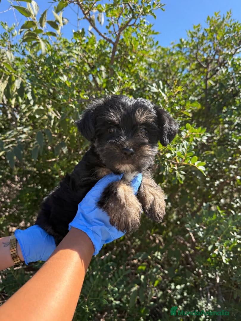 Yorkshire Terrier perros YORKSHIRE - YORKSHIRE - YORKSHIRE - Anuncio 1