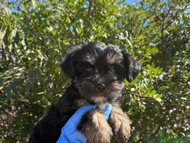 Yorkshire Terrier perros en venta: YORKSHIRE - YORKSHIRE - YORKSHIRE - Anuncio 1