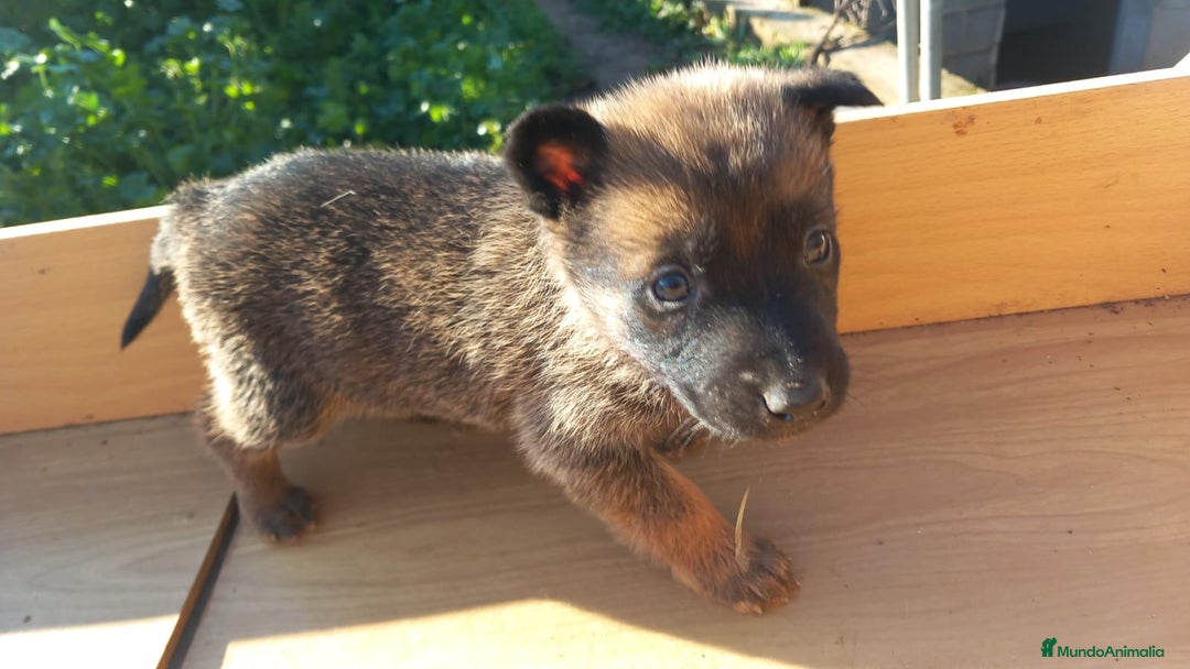 Pastor Alemán perros en venta: Pastor alemán de trabajo  - Anuncio 2