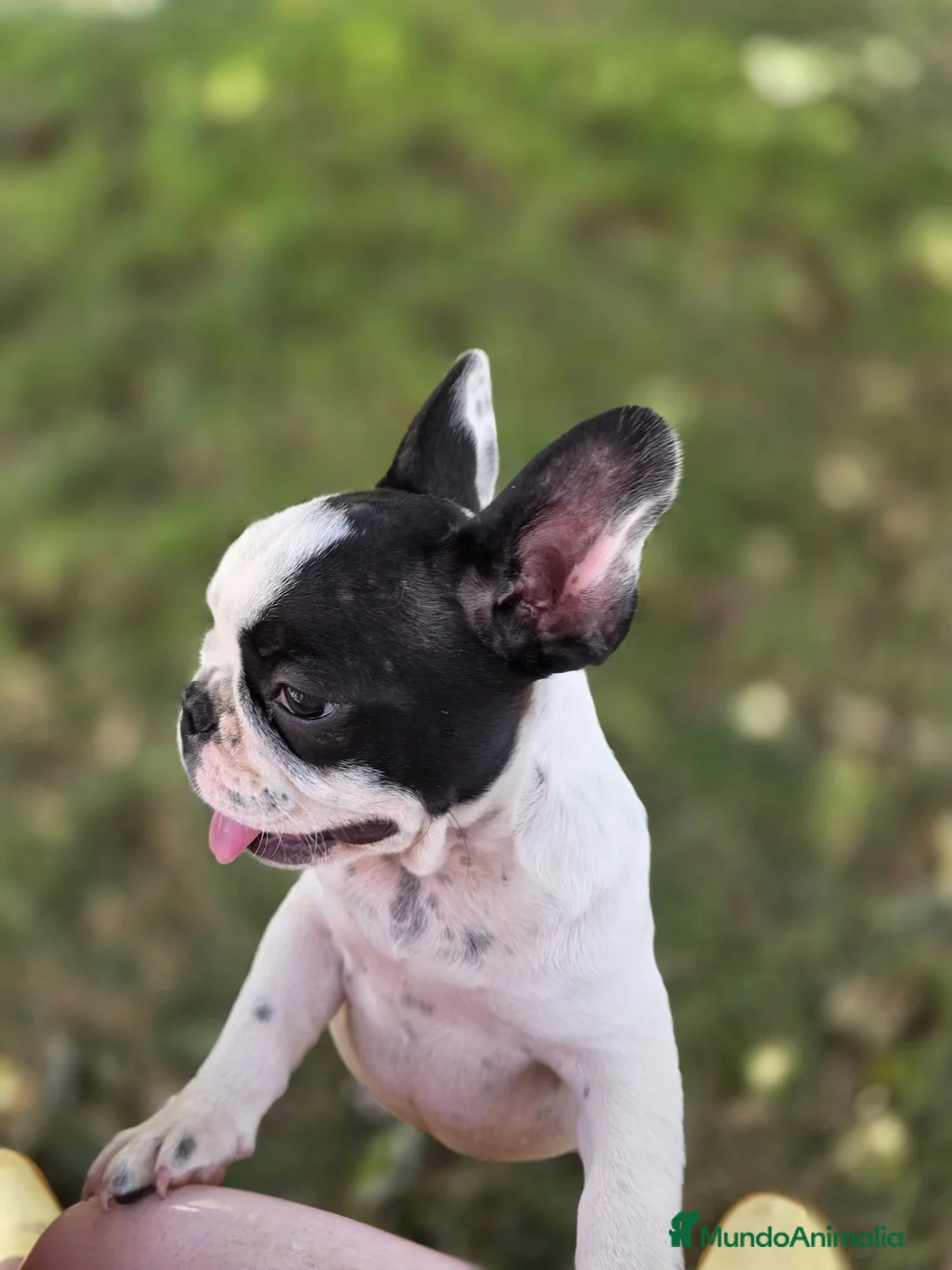 Bulldog Francés perros en venta: Bulldog frances - Anuncio 5