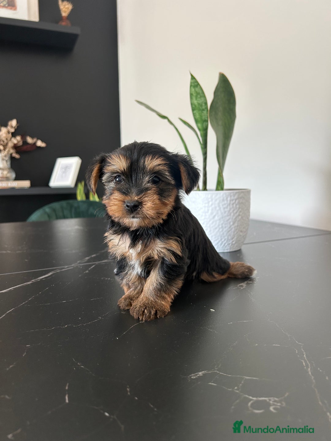 Yorkshire Terrier perros en venta: yorkshire  - Anuncio 4