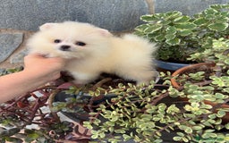 Pomerania perros en venta: Pomeranias Macho disponible  - Imagen 2
