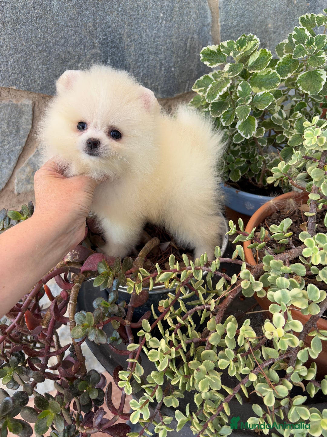 Pomerania perros en venta: Pomeranias Macho disponible  - Imagen 2