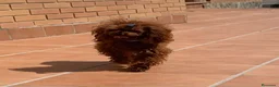Caniche Toy perros en venta: CAMICHE MINI TOY LÍNEA COREANA - Anuncio 2