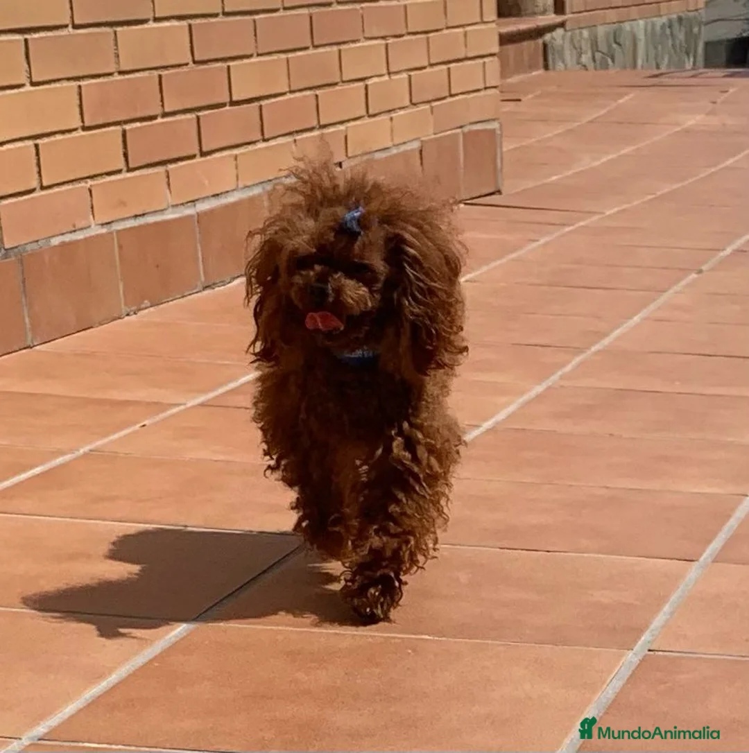 Caniche Toy perros en venta: CAMICHE MINI TOY LÍNEA COREANA - Anuncio 2