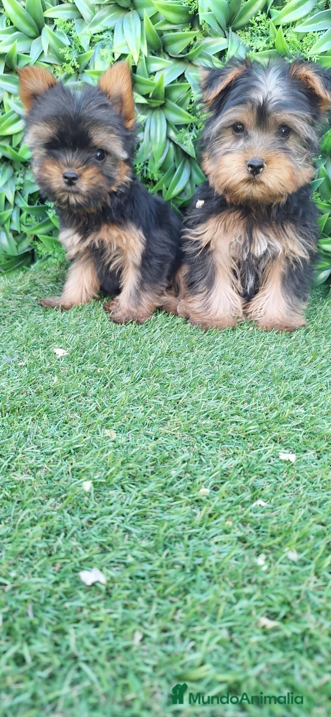 Yorkshire Terrier perros en venta: Yorsay machos  - Anuncio 1