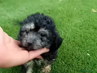 Caniche Toy perros Hembra caniche - Anuncio 2