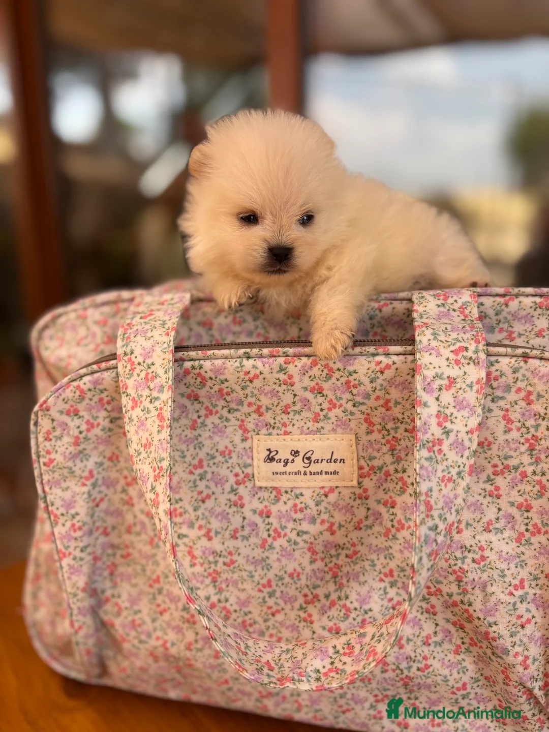 Pomerania perros en venta: Pomeranias muy bonitos !!! - Anuncio 15
