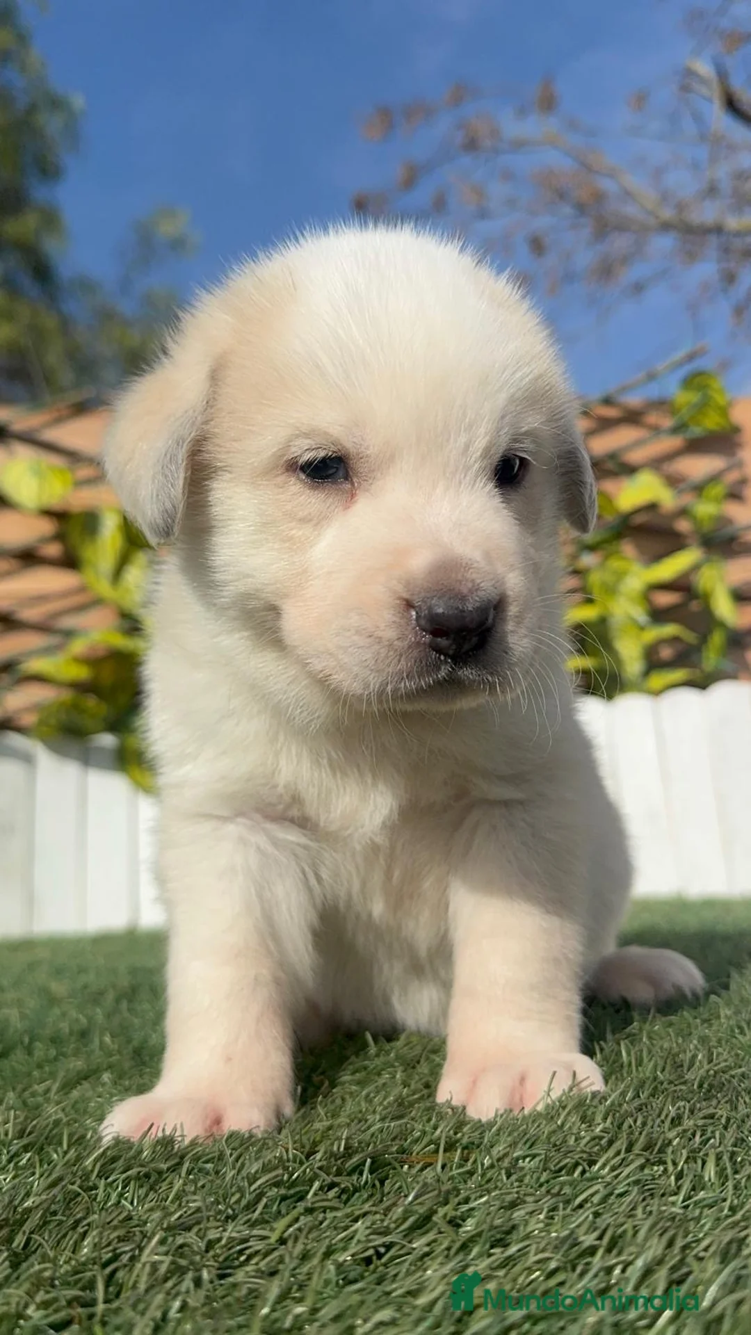 Mastín Español perros en venta: MASTIN ESPAÑOL - Anuncio 11