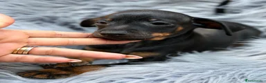 Pinscher Miniatura 1