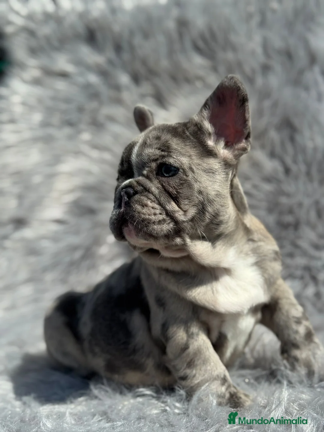 Bulldog Francés perros en venta: EXCELENTE BULLDOG EXÓTICO OJOS AZULES MERLE en Barcelona - Anuncio 3