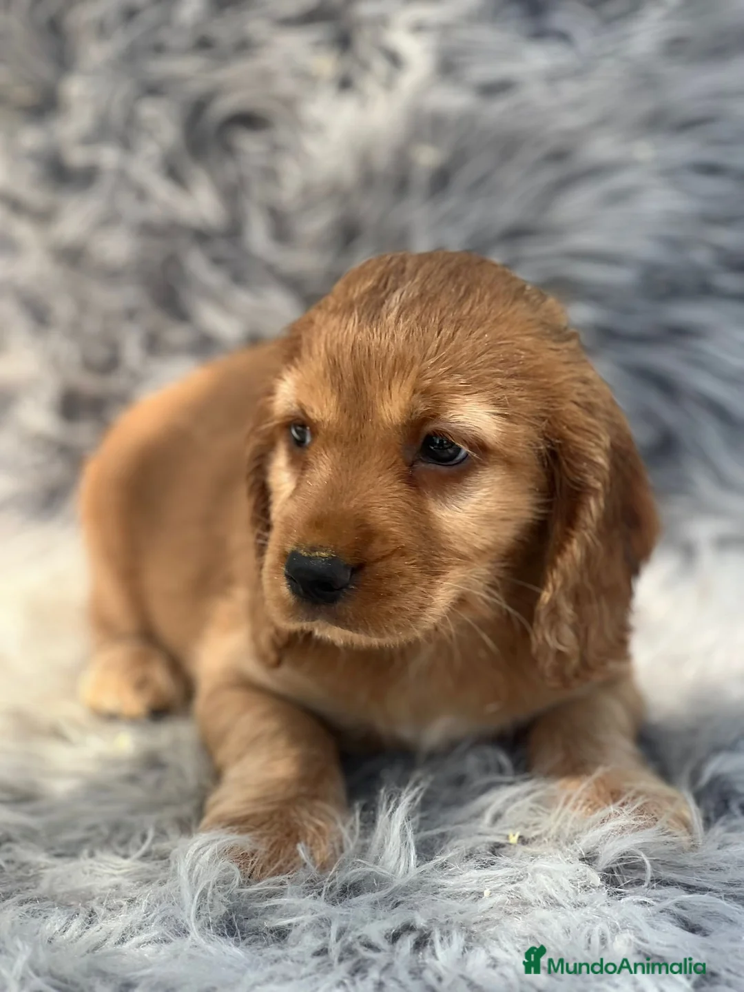 Cocker Spaniel Inglés perros en venta: Cocker inglés dorado - Anuncio 5