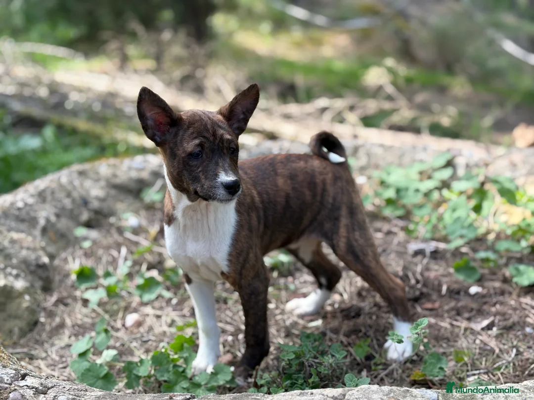 Basenji perros en venta: 🐾🐾🐾 BASENJI EXCLUSIVOS 🐾🐾🐾 - Anuncio 6