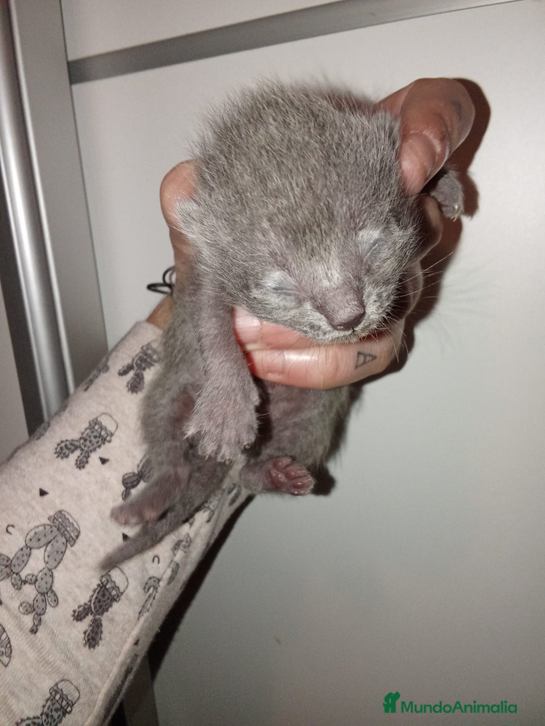 Azul Ruso gatos en venta: Azul ruso  - Anuncio 3