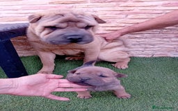 Shar Pei perros en venta: Shar pei mi mini  - Imagen 2