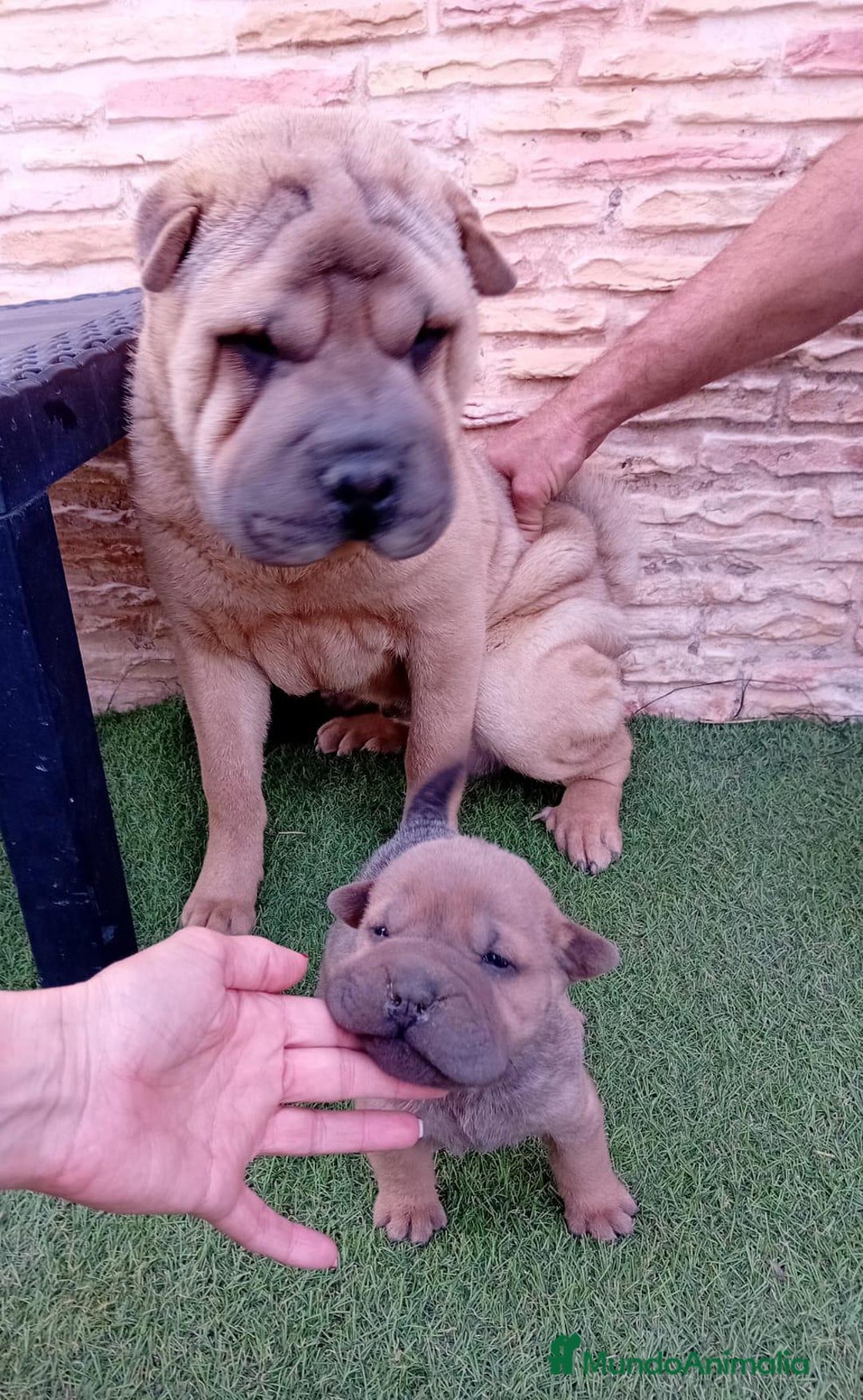 Shar Pei perros en venta: Shar pei mi mini  - Imagen 2