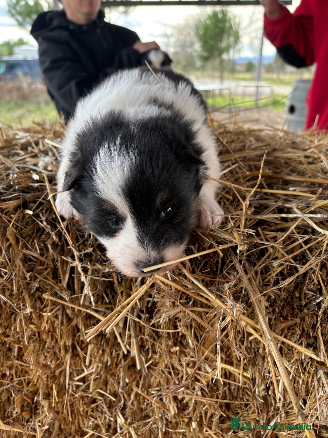 Border Collie perros en venta: Linda hembra de Border  collie  - Anuncio 2