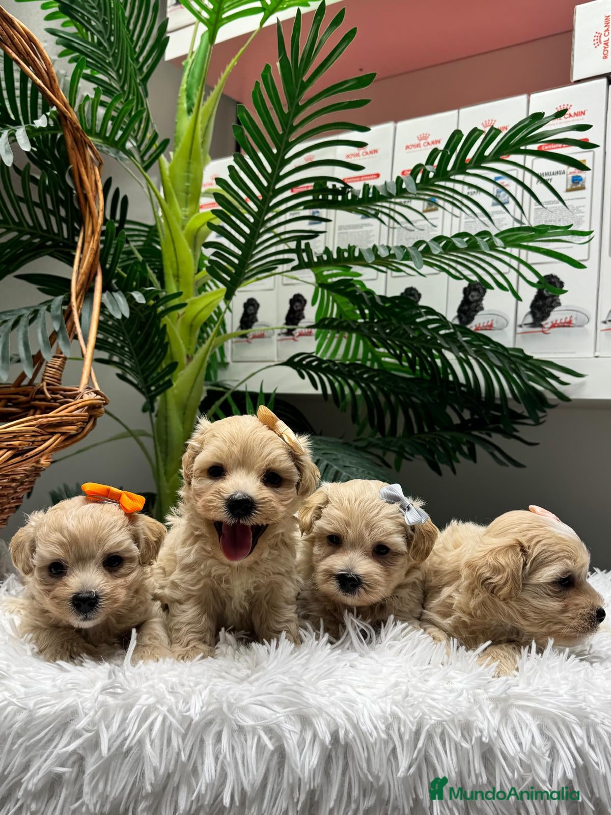 Maltipoo perros en venta: MALTIPOO - Anuncio 17