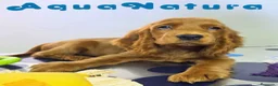 Cocker Spaniel Inglés perros en venta: Cocker Spaniel Hembra - Anuncio 5