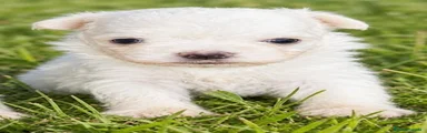 Bichón Maltés 2