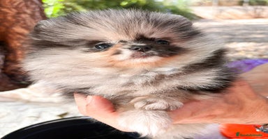 Pomerania perros - Anuncio 7