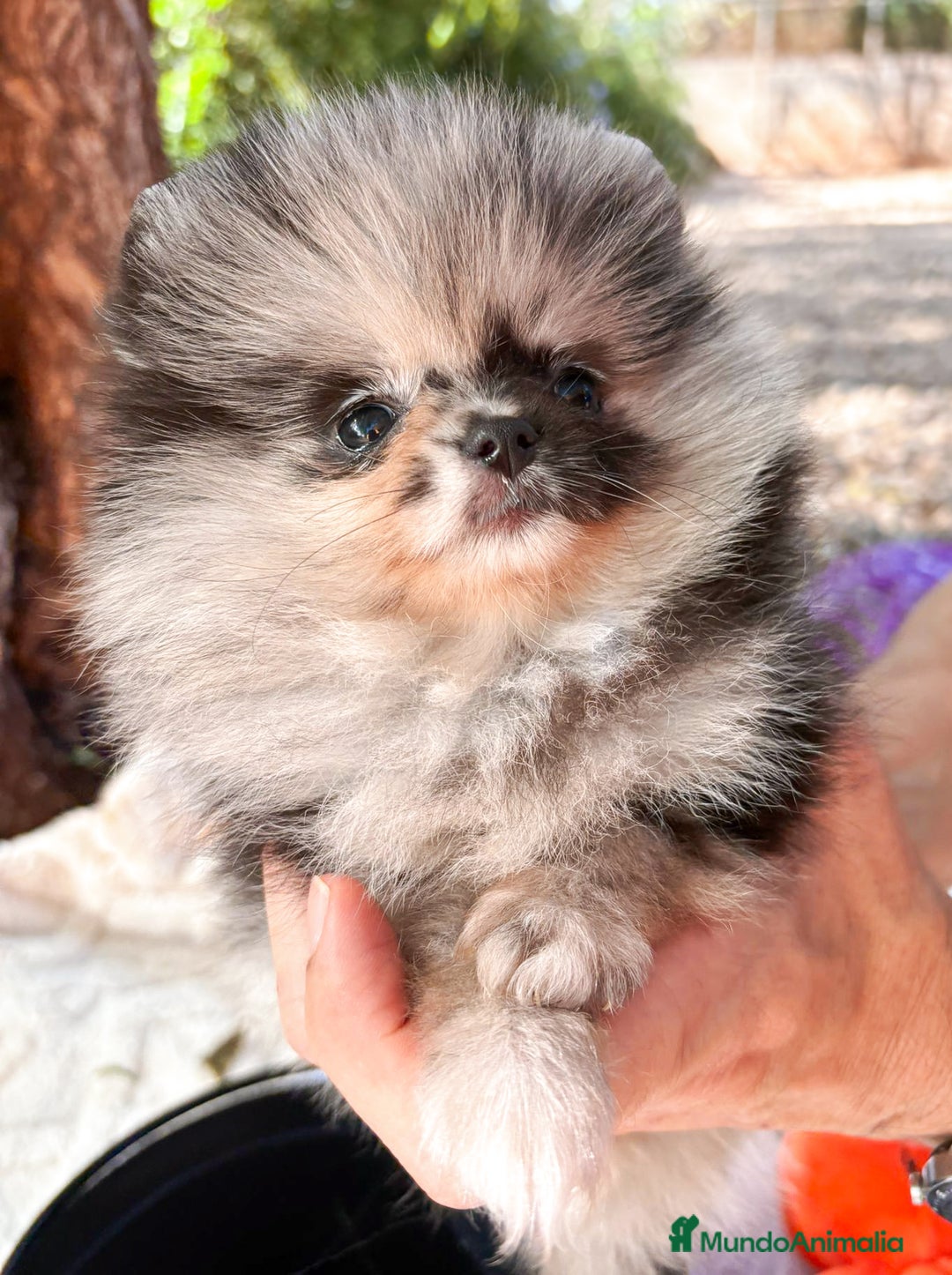 Pomerania perros en venta: Pomerania Merle Exótico Toy - Imagen 2