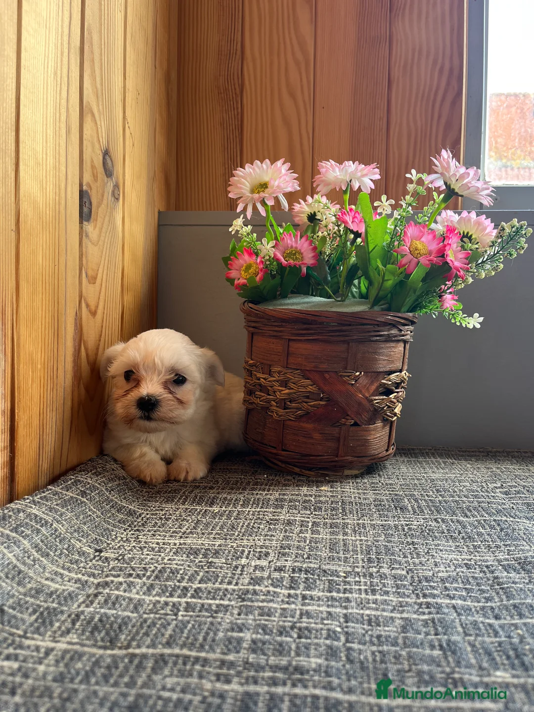 Bichón Maltés perros en venta: 🐾Perfectos cachorritos de Bichon maltés🐾  - Anuncio 2