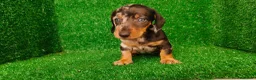 Teckel Miniatura perros en venta: Teckel miniatura  - Anuncio 6