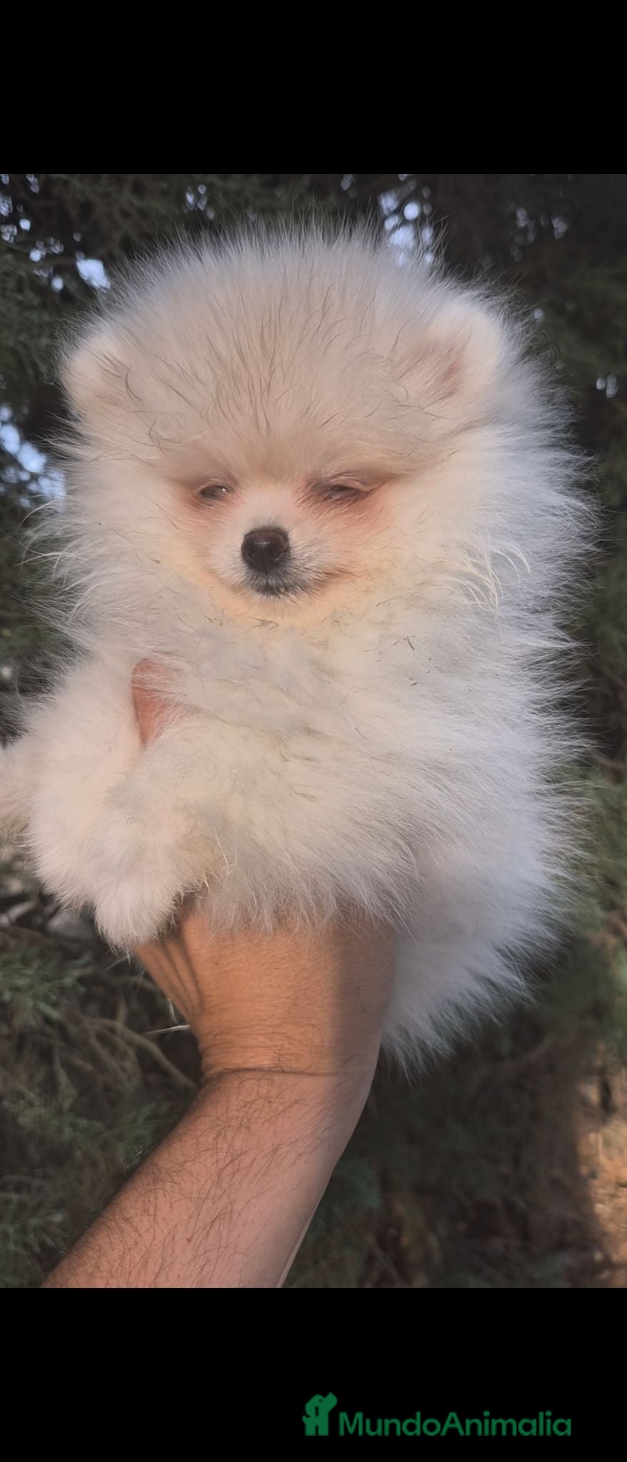 Pomerania perros Pomerania - Anuncio 2