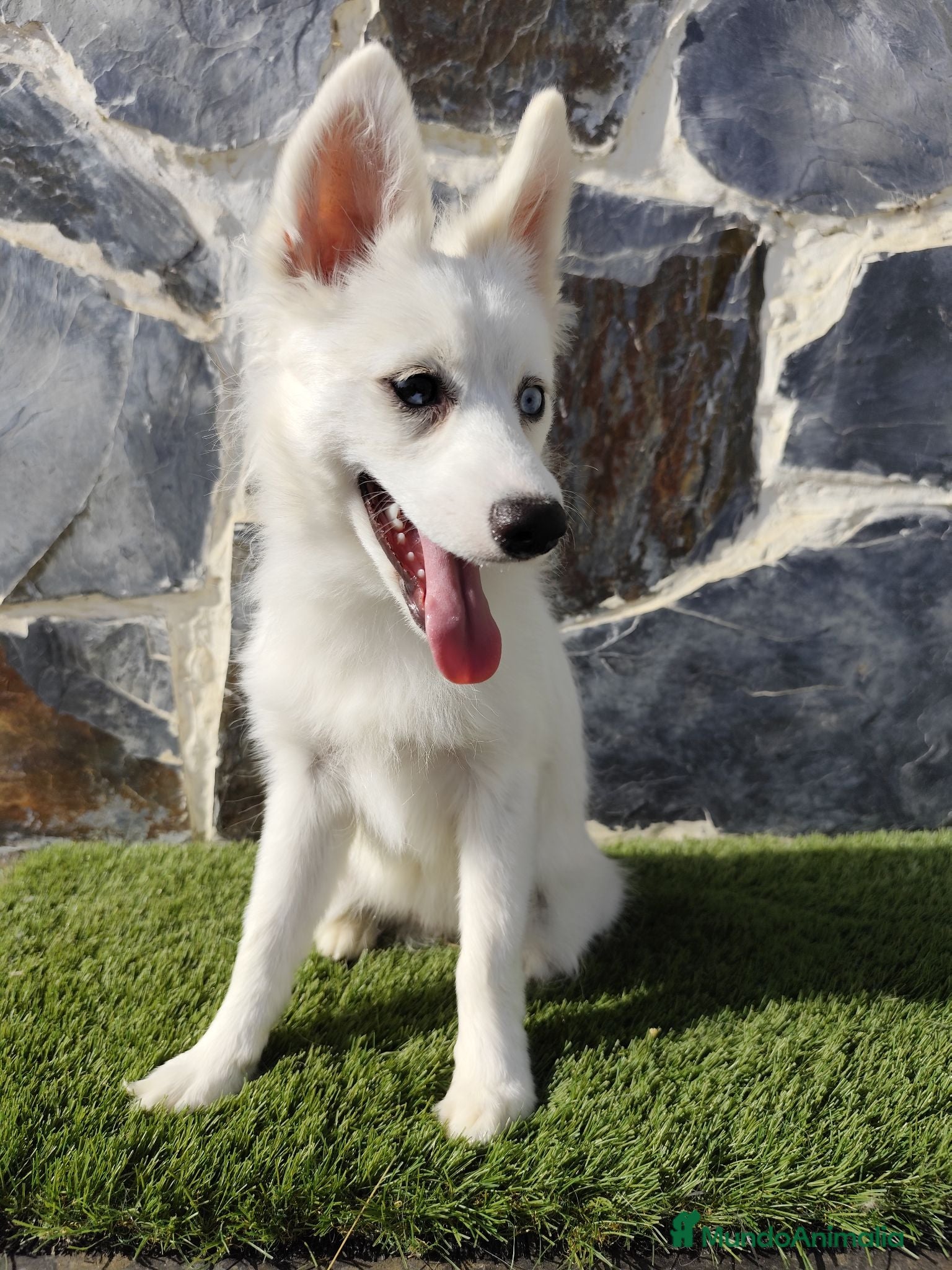 Pomsky perros Hembra pomsky  - Anuncio 1
