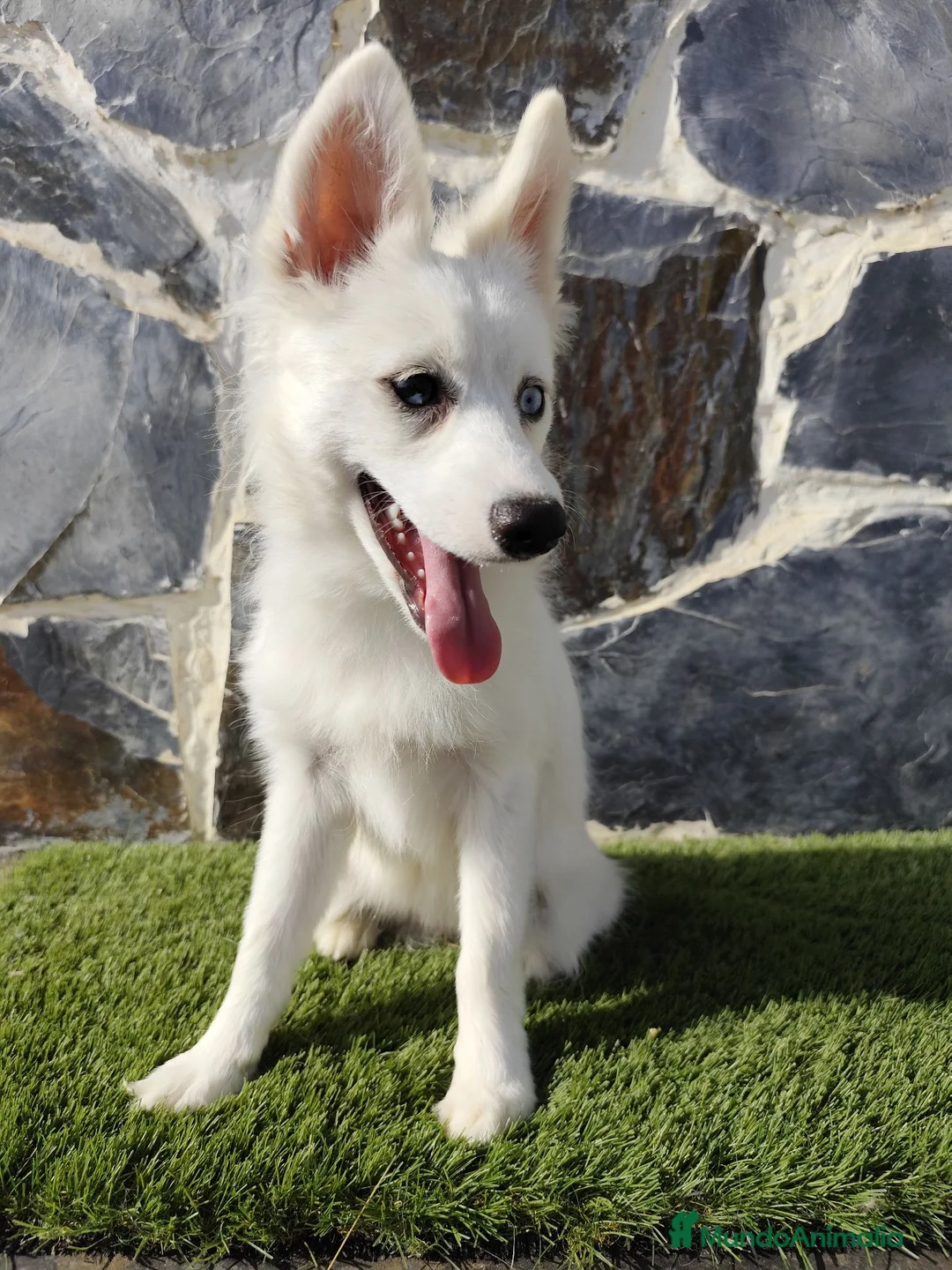 Pomsky perros en venta: Hembra pomsky  - Anuncio 1