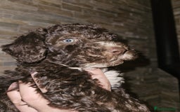 Perro de Agua Español perros en venta: Macho chocolate  - Imagen 4