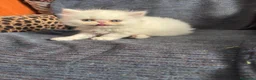 Persa gatos en venta: Gatos persas  - Anuncio 6