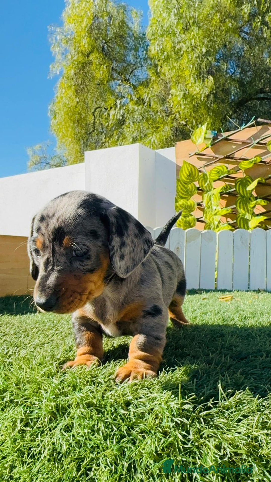 Teckel Miniatura perros en venta: TECKEL MINIATURA HEMBRA - Anuncio 21