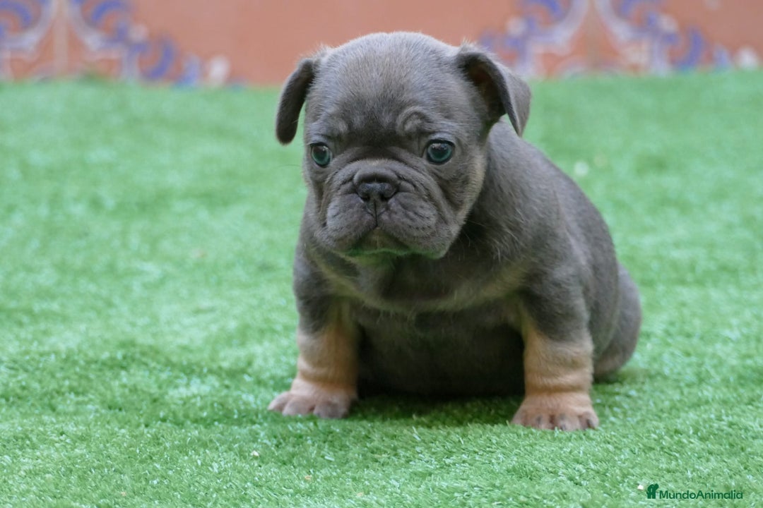 Bulldog Francés perros en venta: Cachorro de bulldog Frances  - Anuncio 1