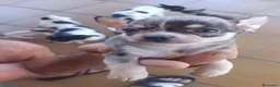Chihuahua perros en venta: Chihuahua  - Anuncio 9
