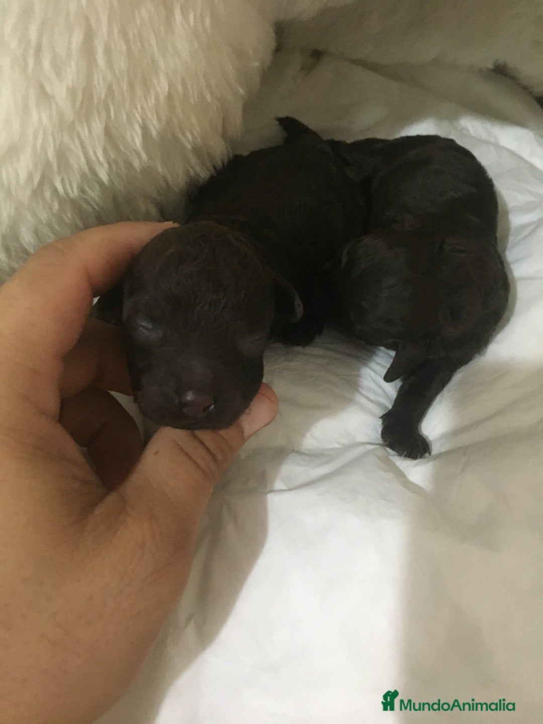 Caniche Toy perros en venta: CANICHES CHOCOLATES TOYS - Imagen 1