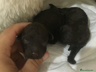 Caniche Toy perros - Anuncio 21