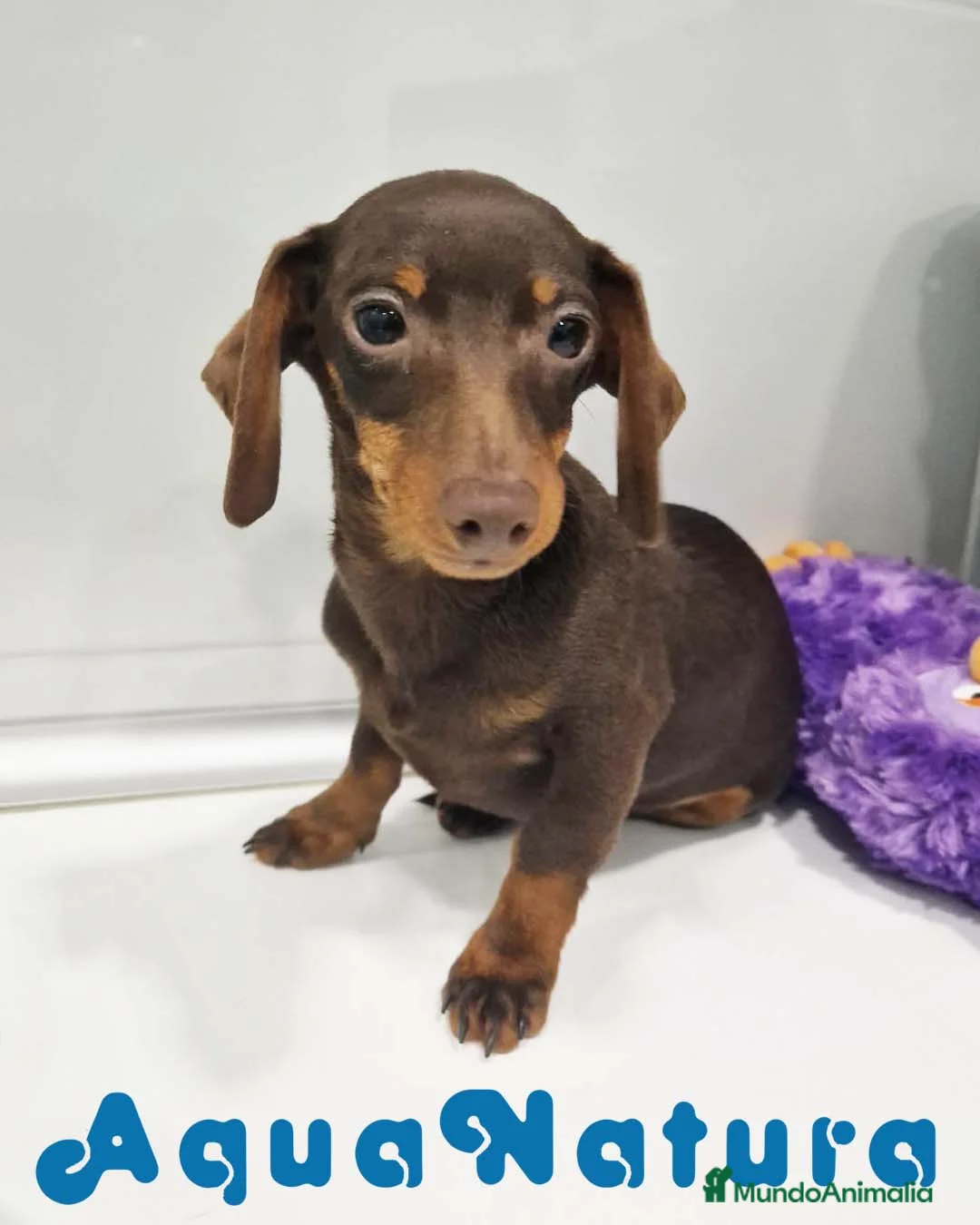 Teckel perros en venta: Teckel Macho de Lena 4482 AQUANATURA - Anuncio 1