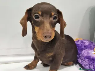 Teckel perros Teckel Macho de Lena 4482 AQUANATURA - Anuncio 2