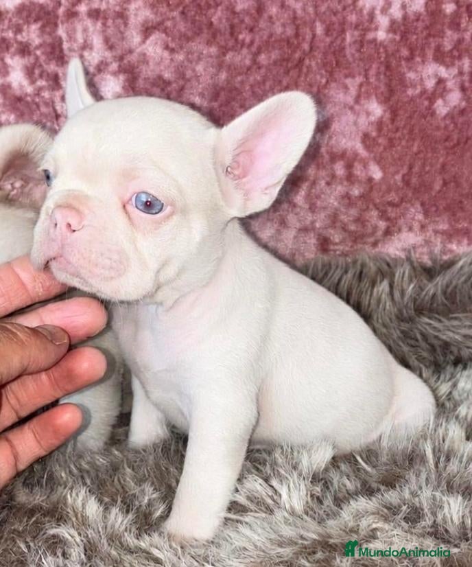 Bulldog Francés perros Bulldog francés  - Anuncio 1