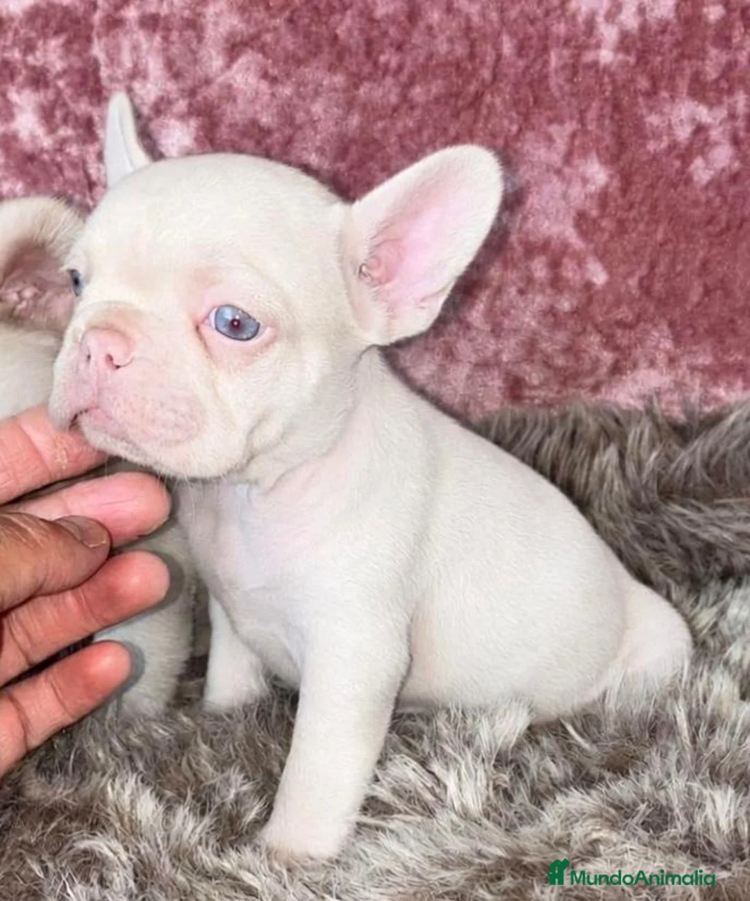 Bulldog Francés perros en venta: Bulldog francés  - Anuncio 1