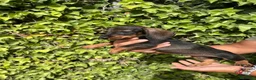 Teckel Miniatura perros en venta: Cachorros de teckel  - Anuncio 2
