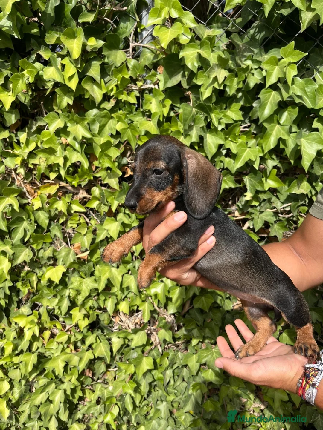 Teckel Miniatura perros en venta: Cachorros de teckel  - Anuncio 2
