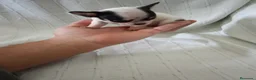 Chihuahua perros en venta: PRECIOSOS CHIHUAHUA RUSO Y ASIÁTICO  - Anuncio 11